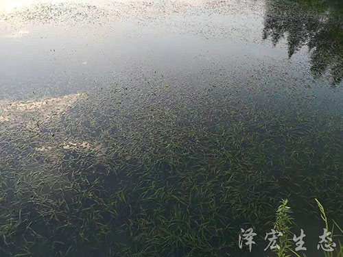 苦草 (4) 苦草 (4)